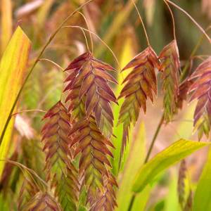 Kazmantiyum süs çimi fidesi chasmanthium latifolium