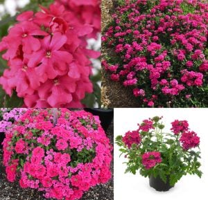 Lanai Neon Pembe yer minesi çiçeği fidesi verbena