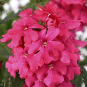 Lanai Neon Pembe yer minesi çiçeği fidesi verbena