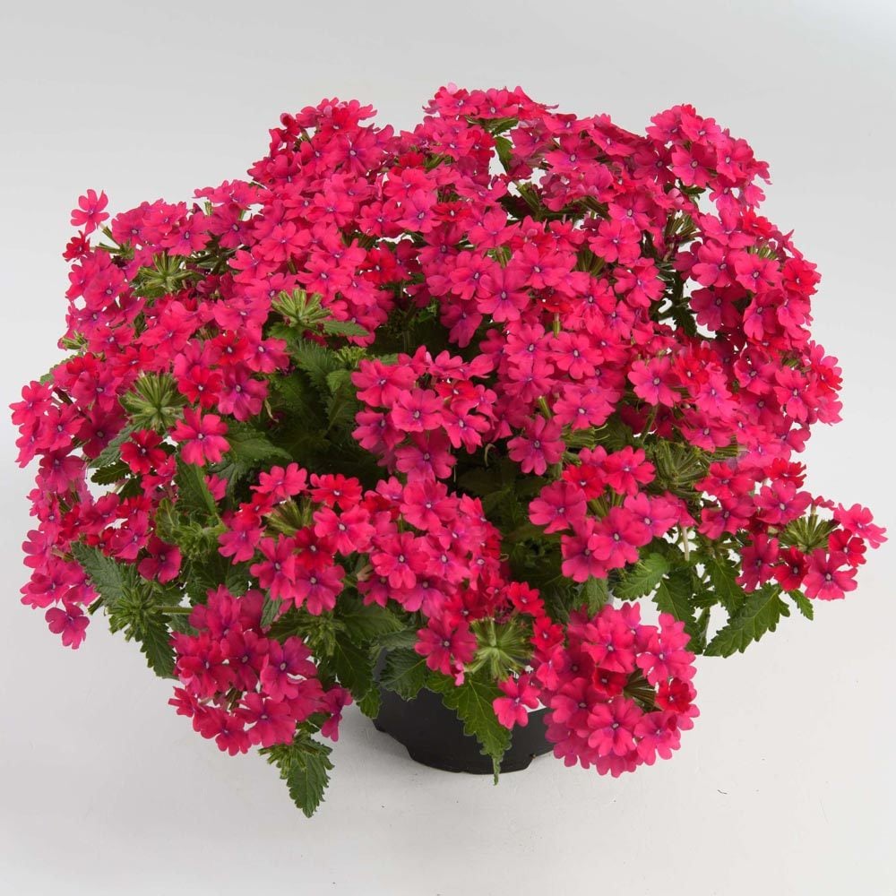 Lanai Neon Pembe yer minesi çiçeği fidesi verbena