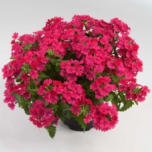 Lanai Neon Pembe yer minesi çiçeği fidesi verbena