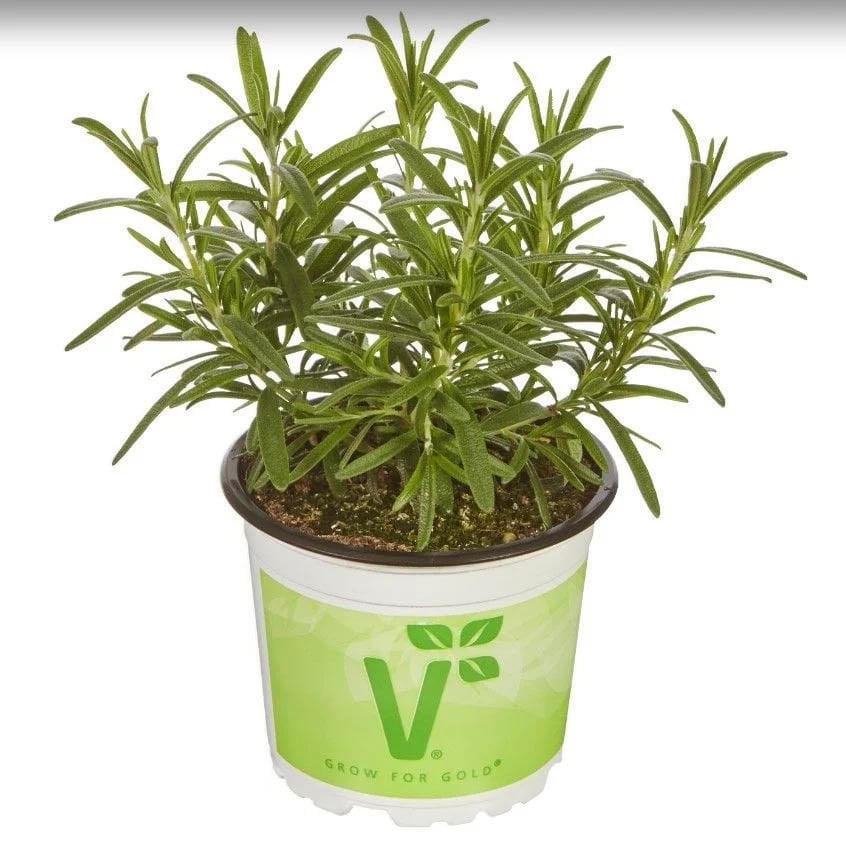 Saksılık biberiye fidesi britania compact rosemary