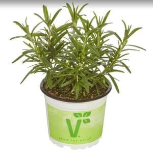 Saksılık biberiye fidesi britania compact rosemary