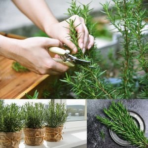 Saksılık biberiye fidesi britania compact rosemary