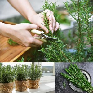 Saksılık biberiye fidesi britania compact rosemary