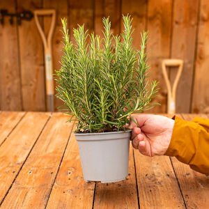 Saksılık biberiye fidesi britania compact rosemary
