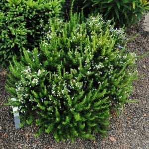 Saksılık biberiye fidesi britania compact rosemary
