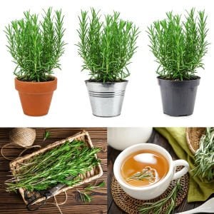 Saksılık biberiye fidesi britania compact rosemary