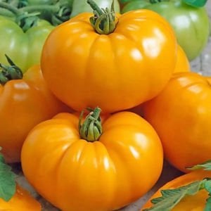 Sarı brandywine domates tohumu geleneksel doğa