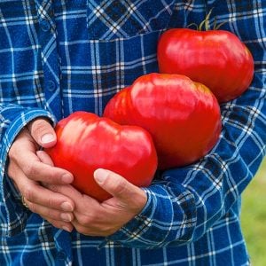 Çiftlik domatesi tohumu geleneksel tip delicious tomato seeds heirloom