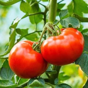 Çiftlik domatesi tohumu geleneksel tip delicious tomato seeds heirloom