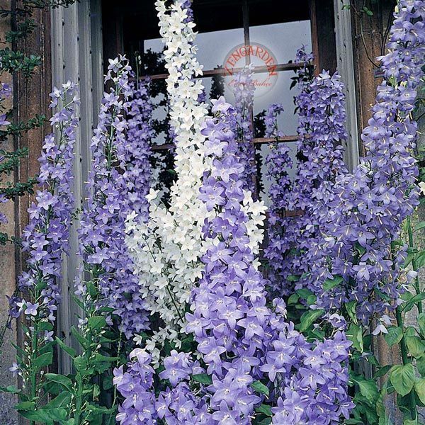 Campanula pyramidalis fidesi dev çiçek başakları 1 adet 7 cm saksıda