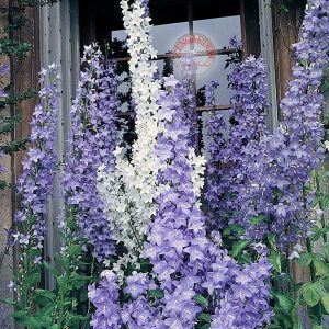 Campanula pyramidalis fidesi dev çiçek başakları 1 adet 7 cm saksıda