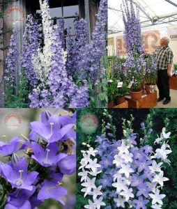 Campanula pyramidalis fidesi dev çiçek başakları 1 adet 7 cm saksıda