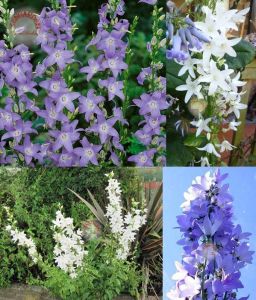 Campanula pyramidalis fidesi dev çiçek başakları 1 adet 7 cm saksıda