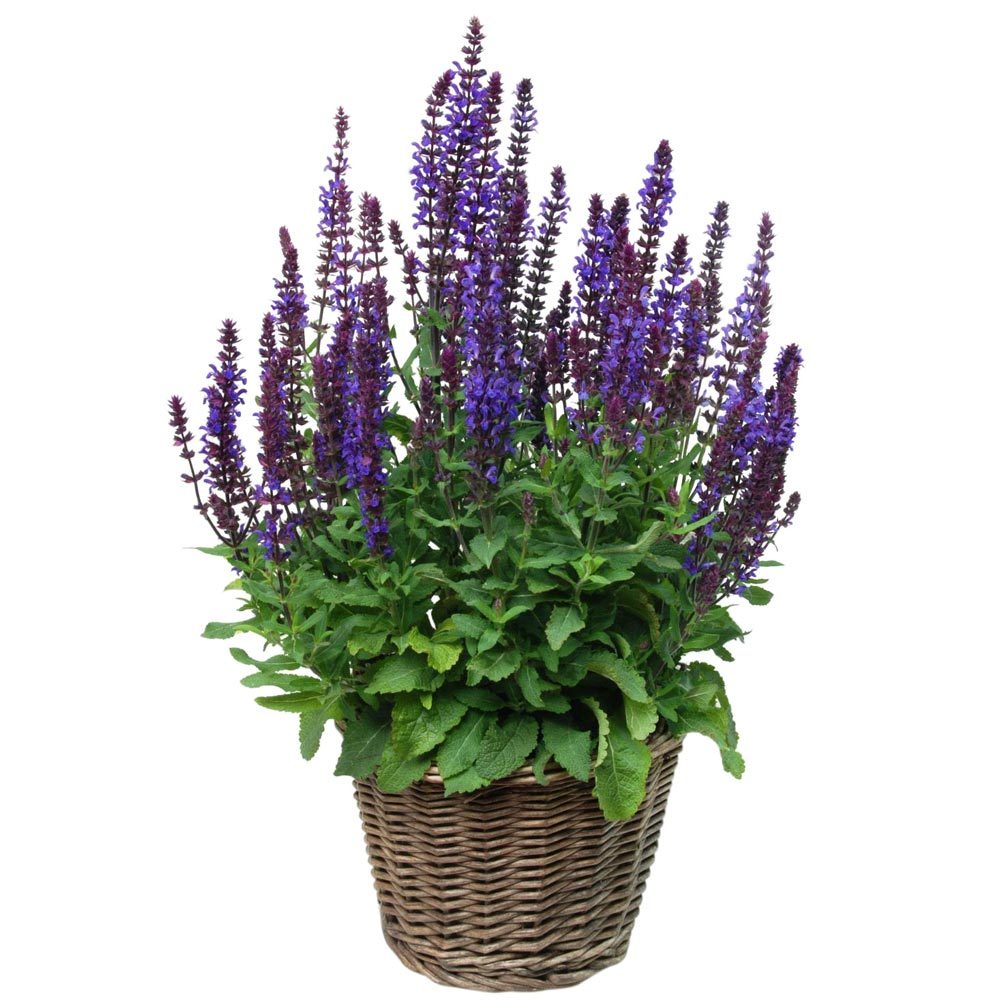 Salvia new dimensions fidesi süs adaçayı