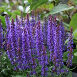 Salvia new dimensions fidesi süs adaçayı