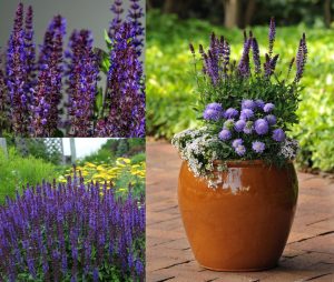 Salvia new dimensions fidesi süs adaçayı