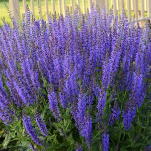 Salvia new dimensions fidesi süs adaçayı
