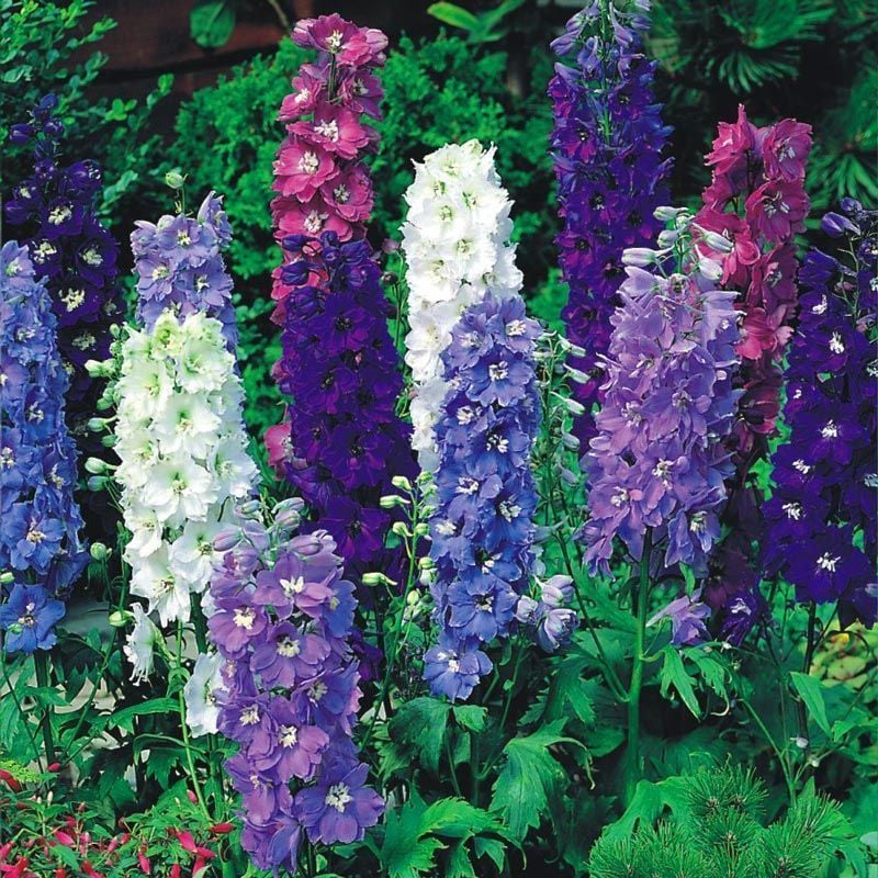 3 adet delphinium hezaren çiçeği karışımı fide magic fountains