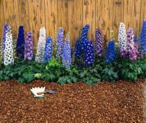 3 adet delphinium hezaren çiçeği karışımı fide magic fountains