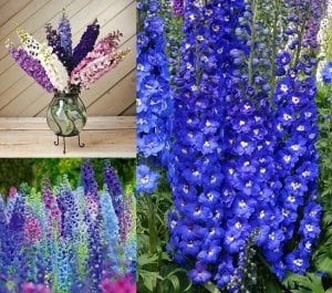 3 adet delphinium hezaren çiçeği karışımı fide magic fountains