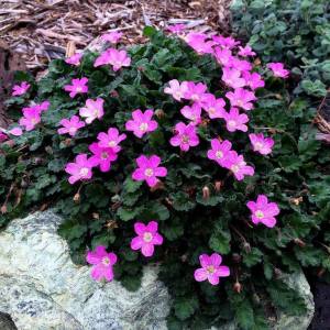 Pembe erodium variabile fidesi yayılıcı sarkıcı bitki 1 fide