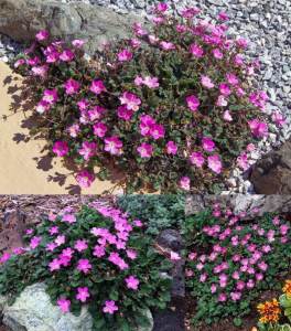 Pembe erodium variabile fidesi yayılıcı sarkıcı bitki 1 fide