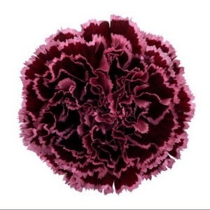 Kokulu burgundy lace karanfil fidesi dianthus sweet pleasure