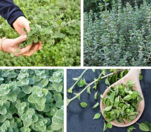 Zataar mercanköşk fidesi origanum syriaca 7 cm saksıda