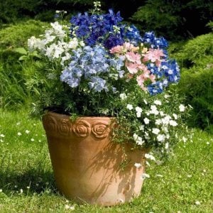 3 adet delphinium hezaren çiçeği karışımı fide summer skies