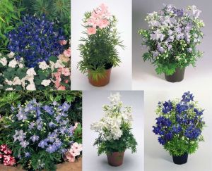 3 adet delphinium hezaren çiçeği karışımı fide summer skies