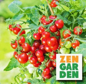 Pencere içi domatesi tohumu window box red geleneksel