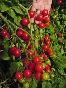 Pencere içi domatesi tohumu window box red geleneksel