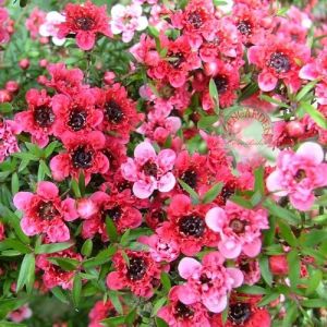 Leptospermum tohumu kırmızı beyaz çiçekli bonsai uygun