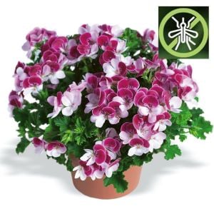 Çift renk melek gözü sardunya fidesi angeleyes bicolor pelorgonium crispum
