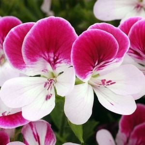 Çift renk melek gözü sardunya fidesi angeleyes bicolor pelorgonium crispum