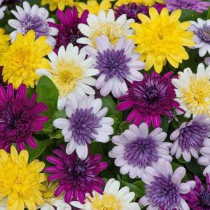Katlı menekşe bodrum papatyası fidesi ithal osteospermum double bright violet