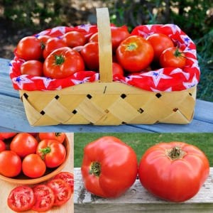 Düşük asitli domates tohumu geleneksel
