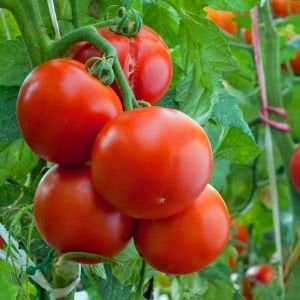 Düşük asitli domates tohumu geleneksel
