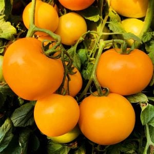 Jubile domates tohumu geleneksel doğal altın sarı