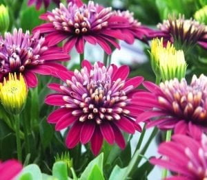 Katlı menekşe bodrum papatyası fidesi ithal osteospermum double bright violet