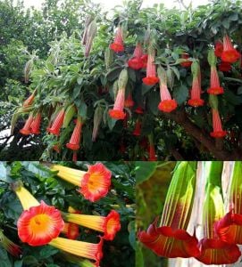 Kırmızı brugmansia sanguinea fidanı red angels trumpet parfüm kokulu