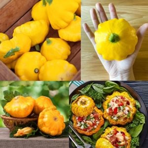 Sarı istiridye kabak tohumu Atalık yaz kabağı çalı tipi