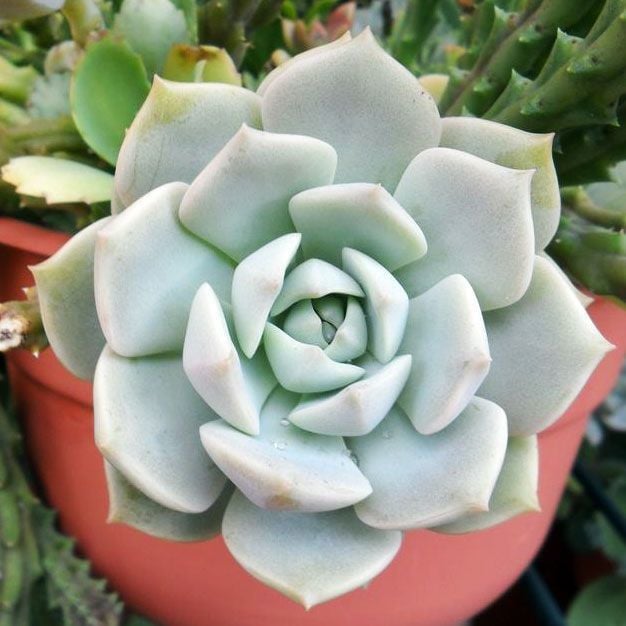 Graptoveria titubans sukulent bitki