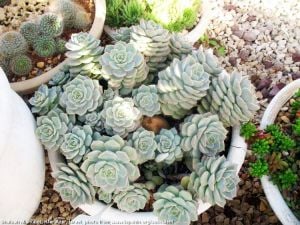 Graptoveria titubans sukulent bitki