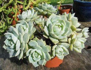 Graptoveria titubans sukulent bitki