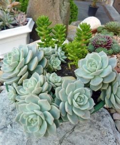 Graptoveria titubans sukulent bitki