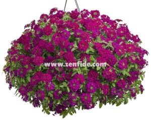 Şarap kırmızı sarkan mine çiçeği fidesi verbena samira burgundy