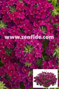 Şarap kırmızı sarkan mine çiçeği fidesi verbena samira burgundy